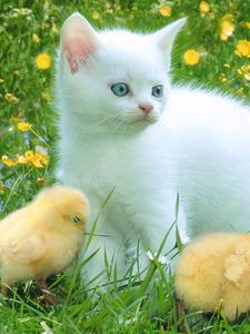 Preview wallpaper kitten, herbs, chickens, playful