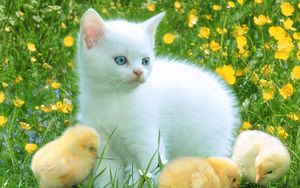 Preview wallpaper kitten, herbs, chickens, playful