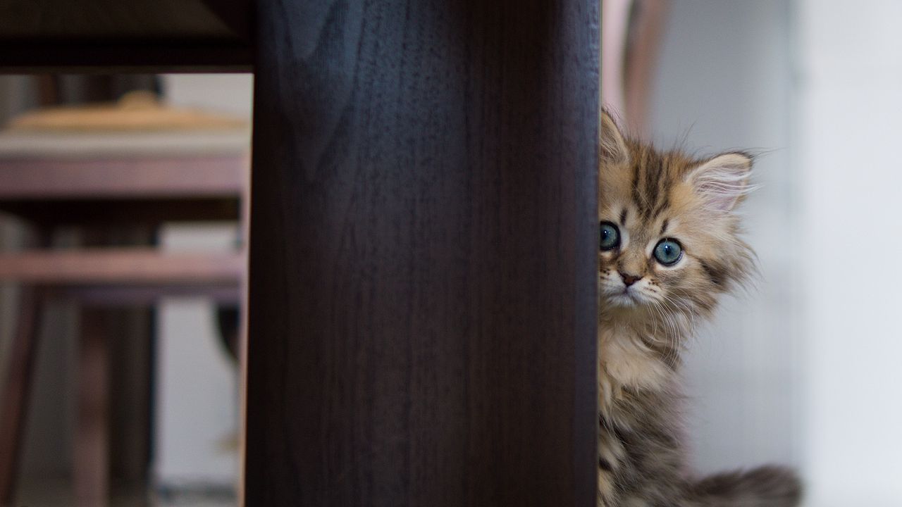 Wallpaper kitten, hide, wood, fluffy