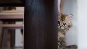 Preview wallpaper kitten, hide, wood, fluffy