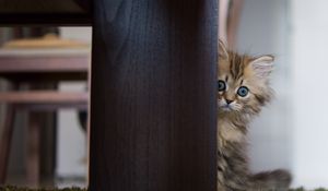 Preview wallpaper kitten, hide, wood, fluffy