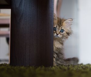 Preview wallpaper kitten, hide, wood, fluffy