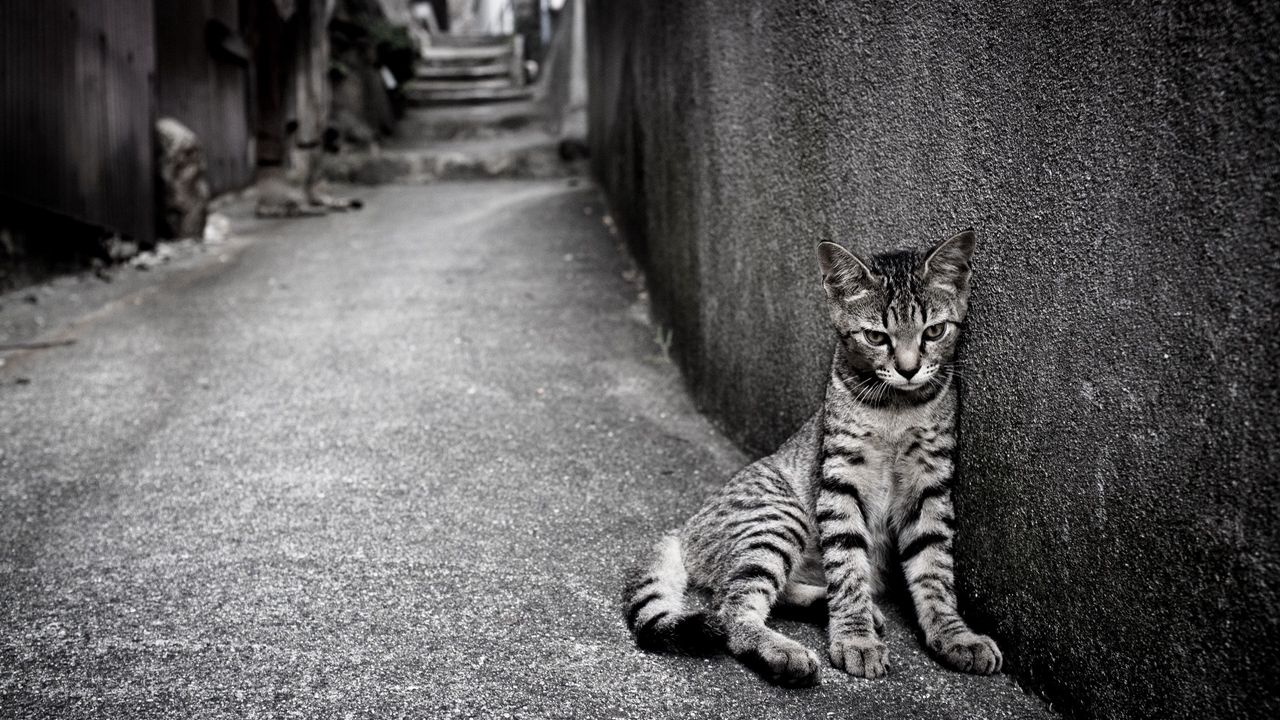 Wallpaper kitten, homeless, wall