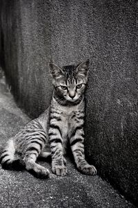 Preview wallpaper kitten, homeless, wall