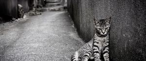 Preview wallpaper kitten, homeless, wall