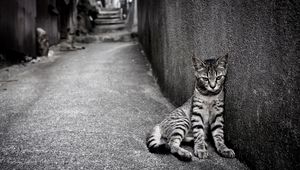 Preview wallpaper kitten, homeless, wall