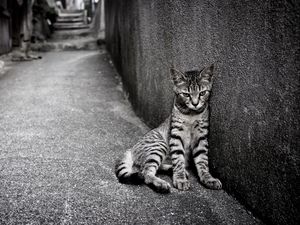 Preview wallpaper kitten, homeless, wall