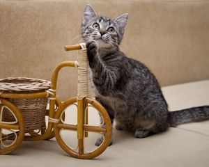 Preview wallpaper kitten, invention, bicycle