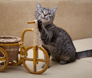 Preview wallpaper kitten, invention, bicycle