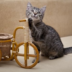 Preview wallpaper kitten, invention, bicycle