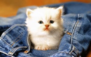 Preview wallpaper kitten, jeans, face