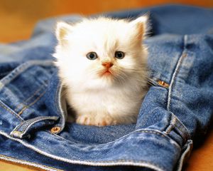 Preview wallpaper kitten, jeans, face