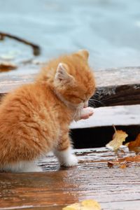 Preview wallpaper kitten, leaves, autumn, fallen