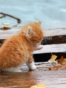 Preview wallpaper kitten, leaves, autumn, fallen