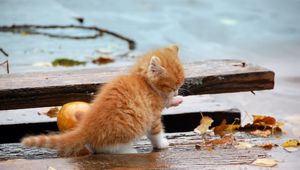 Preview wallpaper kitten, leaves, autumn, fallen