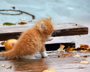 Preview wallpaper kitten, leaves, autumn, fallen