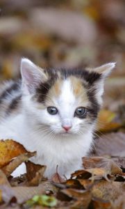 Preview wallpaper kitten, leaves, fall, climb