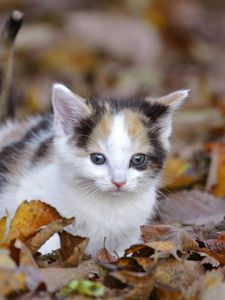 Preview wallpaper kitten, leaves, fall, climb