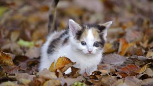 Preview wallpaper kitten, leaves, fall, climb