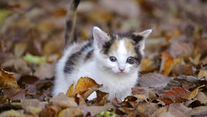 Preview wallpaper kitten, leaves, fall, climb