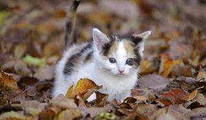 Preview wallpaper kitten, leaves, fall, climb