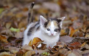 Preview wallpaper kitten, leaves, fall, climb