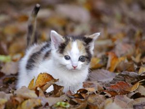 Preview wallpaper kitten, leaves, fall, climb