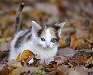 Preview wallpaper kitten, leaves, fall, climb