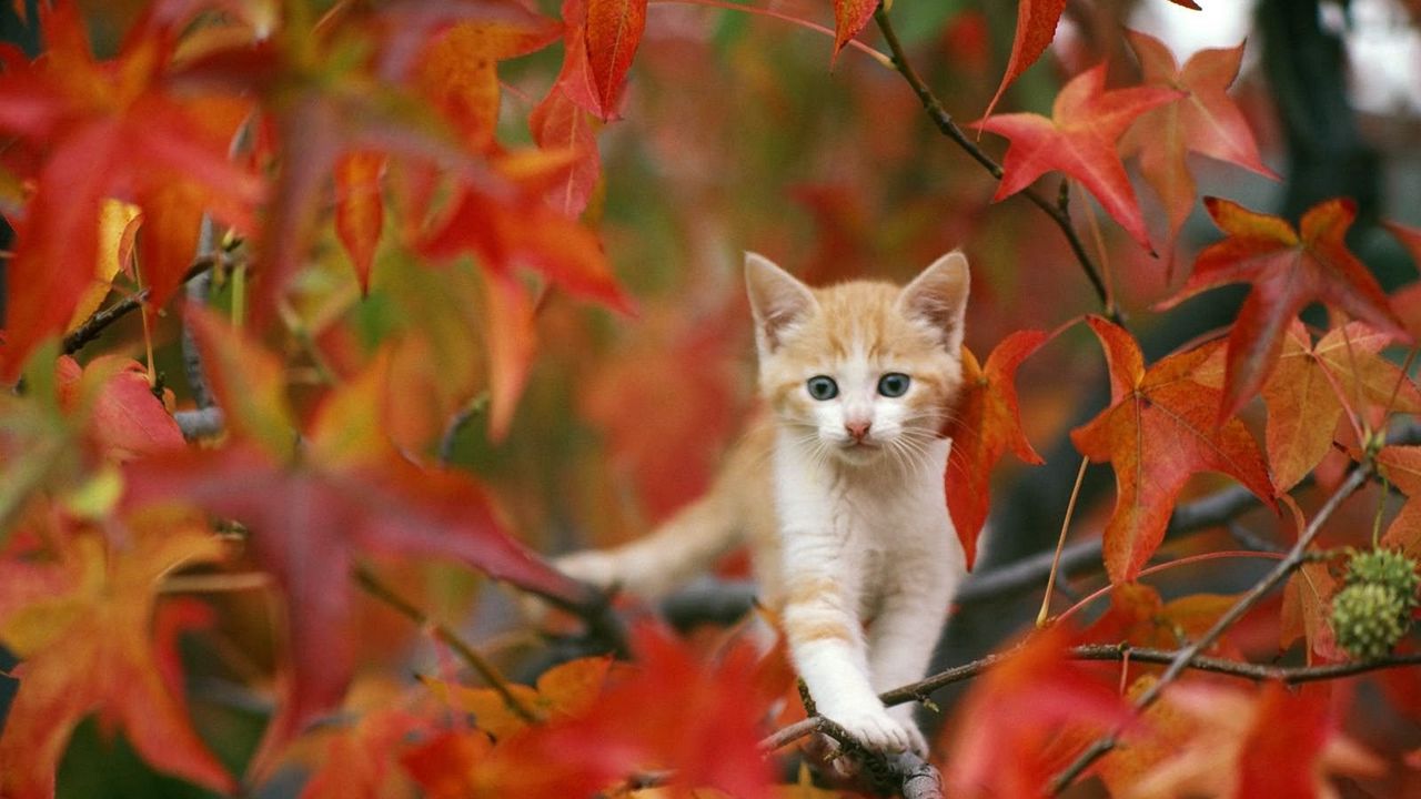 Wallpaper kitten, leaves, hiding