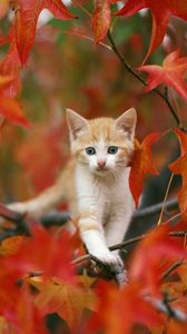 Preview wallpaper kitten, leaves, hiding