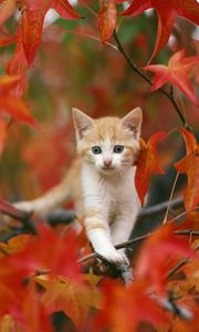 Preview wallpaper kitten, leaves, hiding