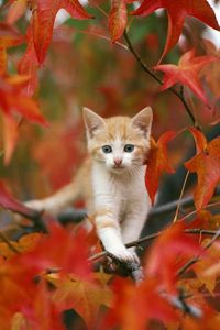 Preview wallpaper kitten, leaves, hiding