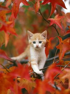 Preview wallpaper kitten, leaves, hiding