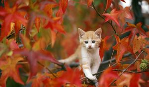 Preview wallpaper kitten, leaves, hiding