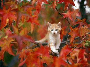 Preview wallpaper kitten, leaves, hiding