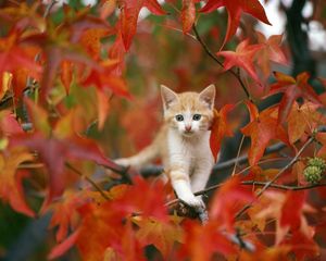 Preview wallpaper kitten, leaves, hiding