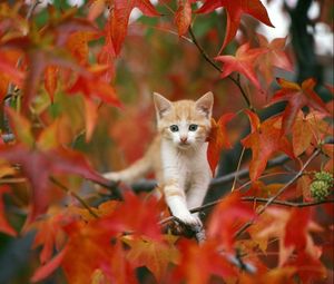 Preview wallpaper kitten, leaves, hiding