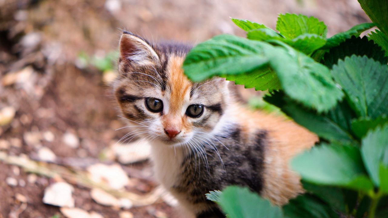 Wallpaper kitten, leaves, look