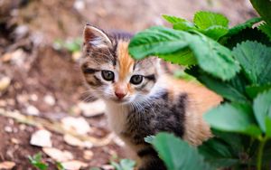 Preview wallpaper kitten, leaves, look