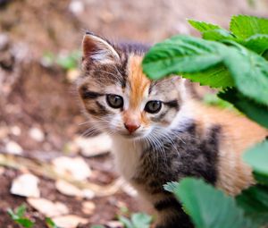 Preview wallpaper kitten, leaves, look