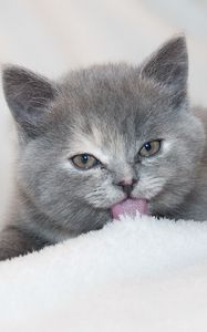 Preview wallpaper kitten, lick, lies