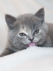 Preview wallpaper kitten, lick, lies