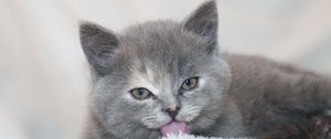 Preview wallpaper kitten, lick, lies
