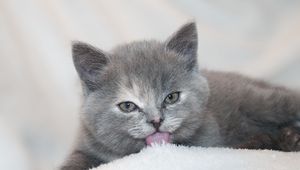Preview wallpaper kitten, lick, lies