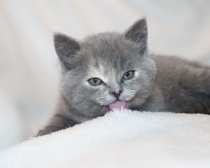 Preview wallpaper kitten, lick, lies