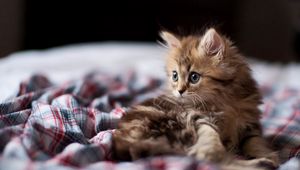 Preview wallpaper kitten, lie down, cover, fluffy, curious