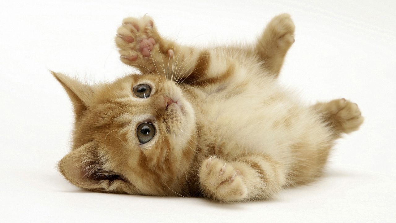 Wallpaper kitten, lie, playful, paw