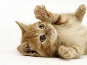 Preview wallpaper kitten, lie, playful, paw
