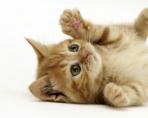 Preview wallpaper kitten, lie, playful, paw
