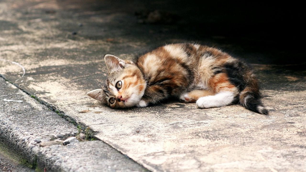 Wallpaper kitten, lie, playful